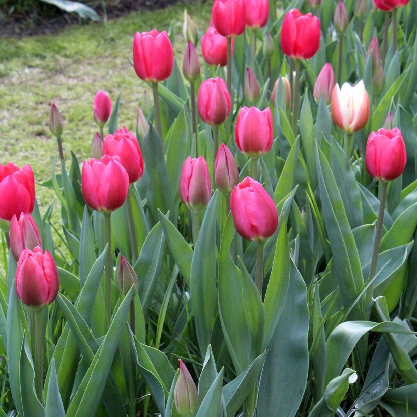 Darwin-Hybrid-Tulpe Cherry Delight (Hafen)