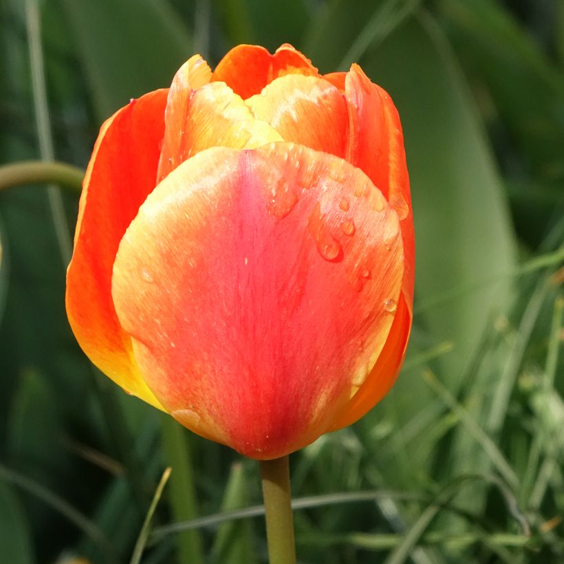 Darwin-Hybrid-Tulpe Orange Lion (Blüte)