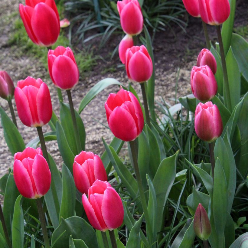 Darwin-Hybrid-Tulpe Rosy Delight (Hafen)