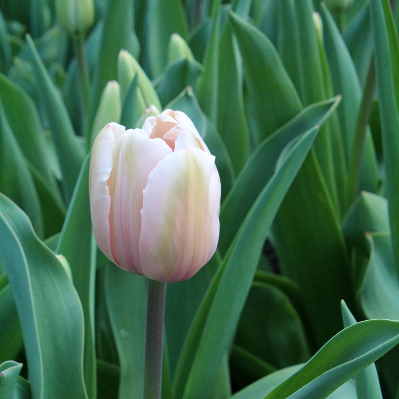 Darwin-Hybrid-Tulpe Salmon Impression (Blüte)