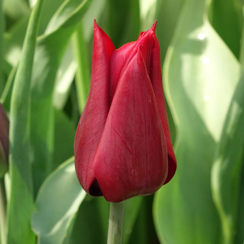 Lilienblütige Tulpe Lasting Love (Blüte)