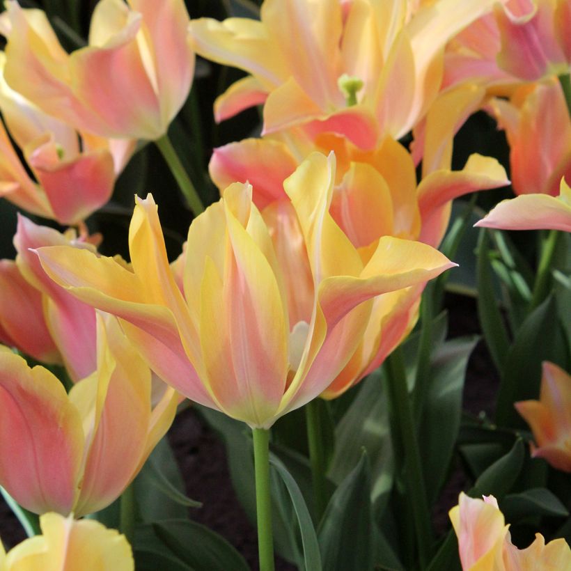 Lilienblütige Tulpe Marianne (Blüte)