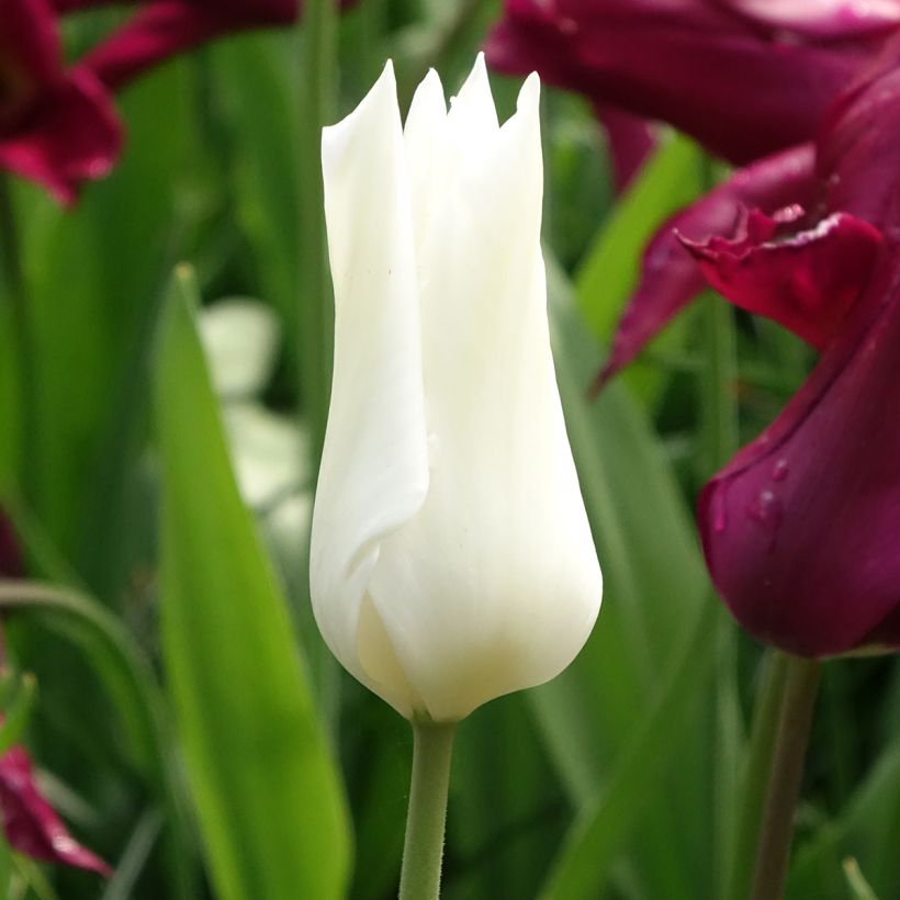 Lilienblütige Tulpe White Triumphator (Blüte)
