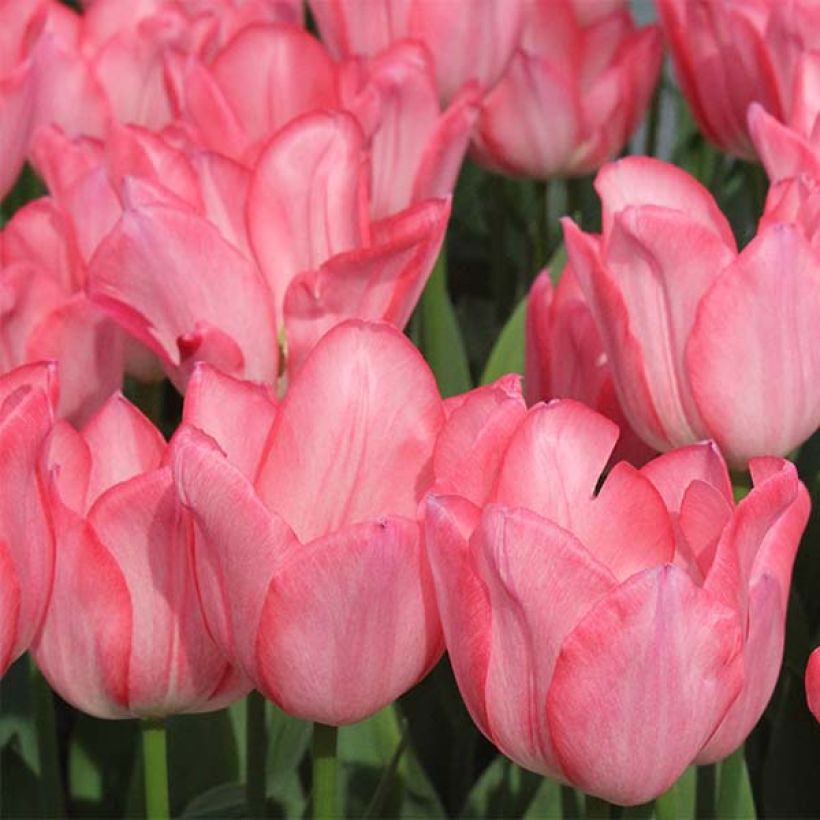 Frühe Einfache Tulpe Christmas Pearl (Blüte)