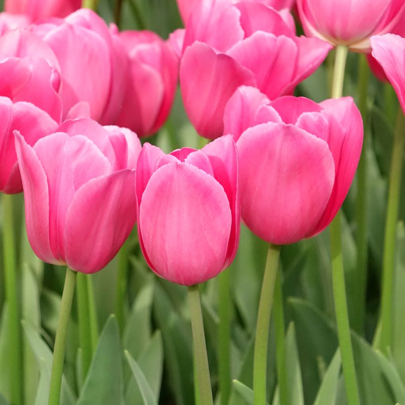 Triumph-Tulpe Barcelona (Hafen)