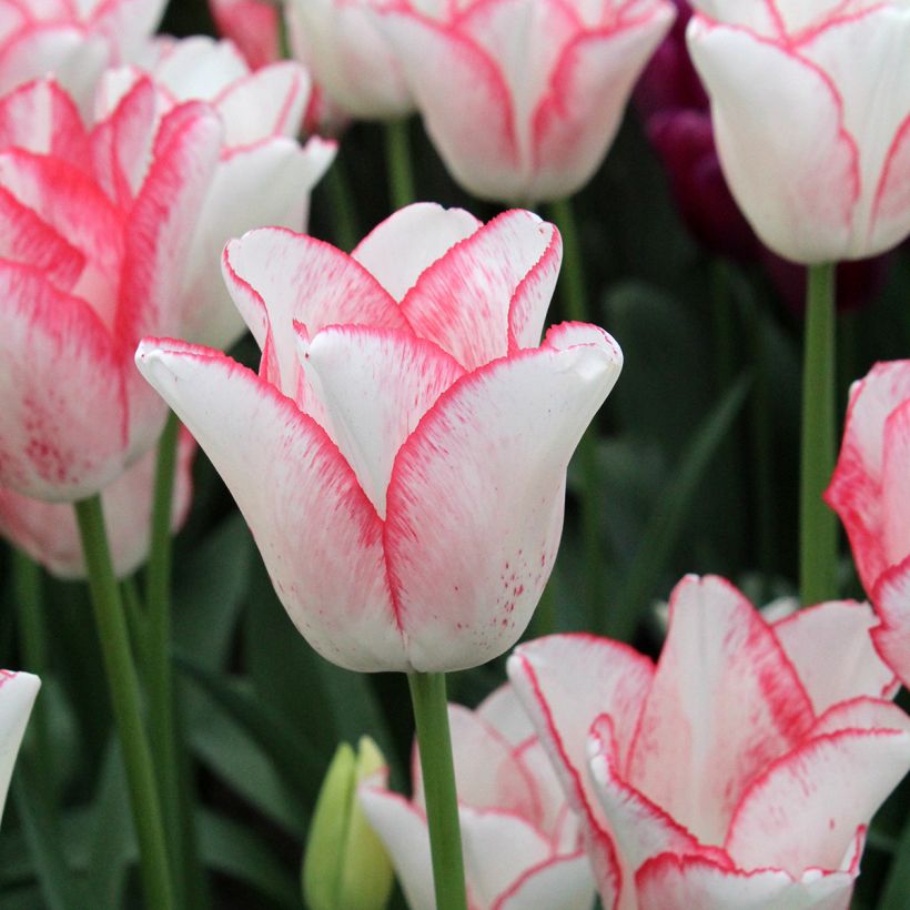 Triumph-Tulpe Beauty Trend (Blüte)
