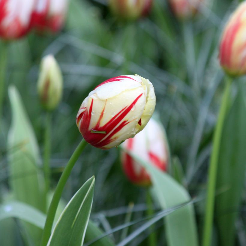Triumph-Tulpe Carnaval De Rio (Blüte)