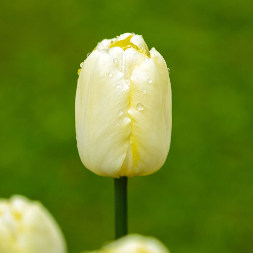 Triumph-Tulpe Creme Flag (Blüte)