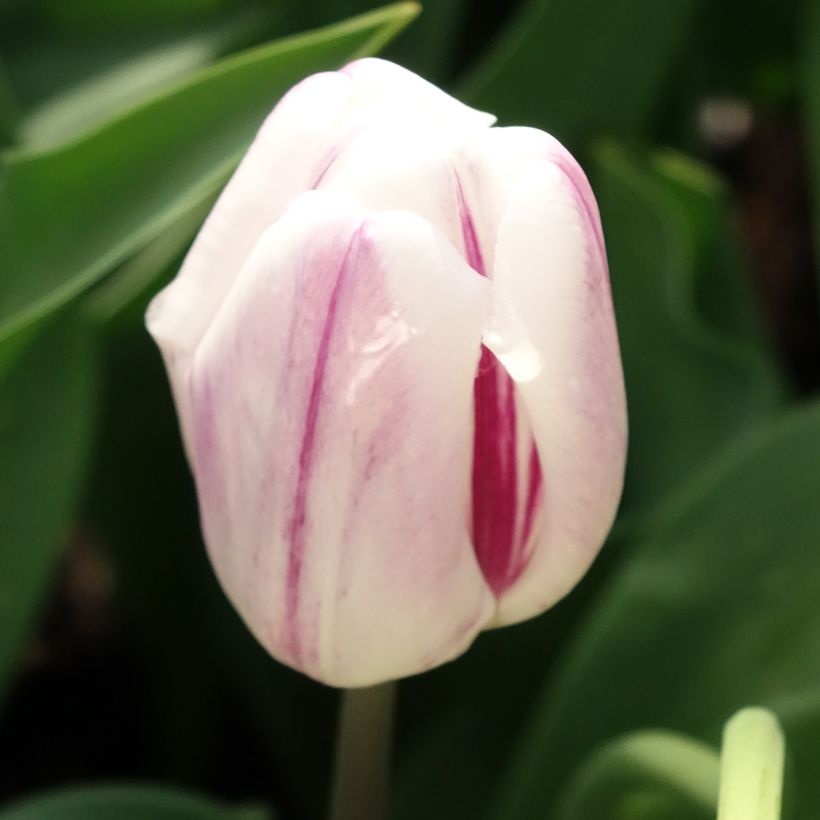 Triumph-Tulpe Flaming Flag (Blüte)