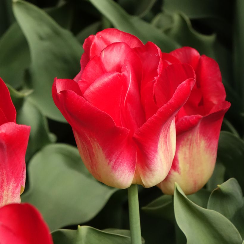 Triumph-Tulpe Match (Blüte)