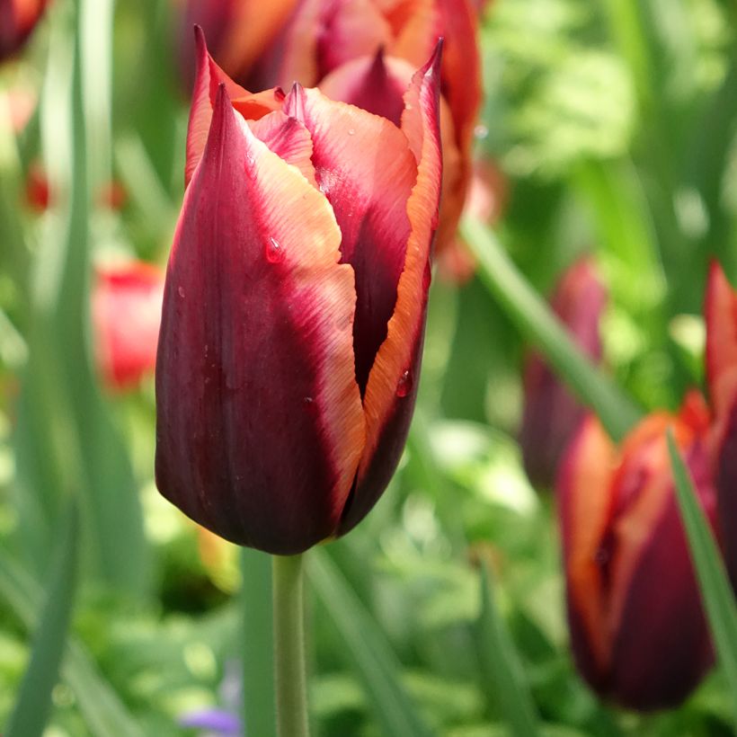 Triumph-Tulpe Muvota (Blüte)