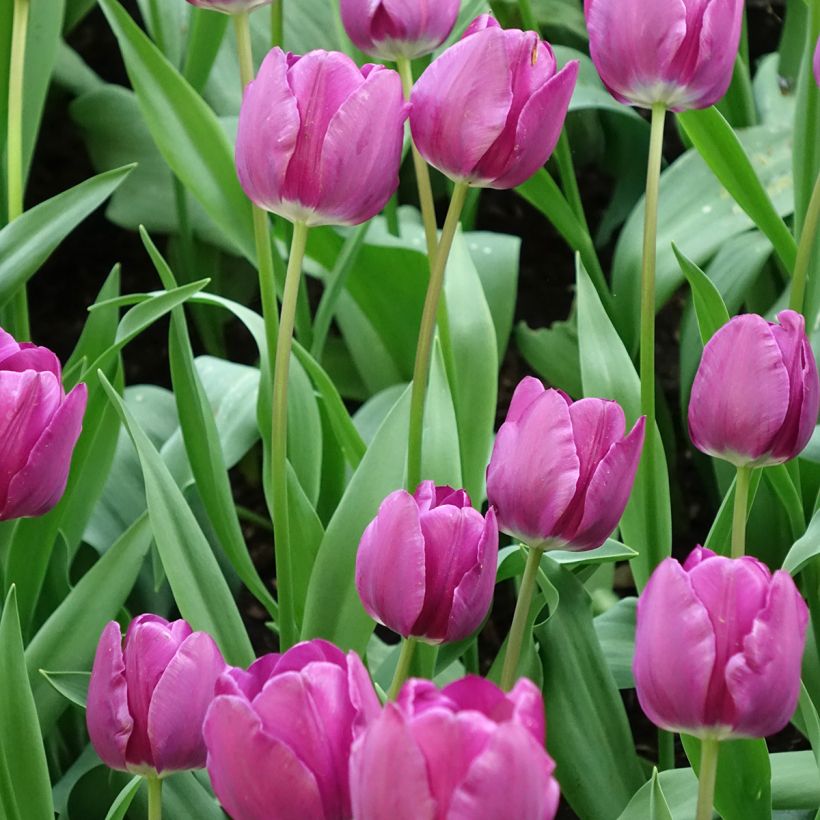 Triumph-Tulpe Negrita (Blüte)