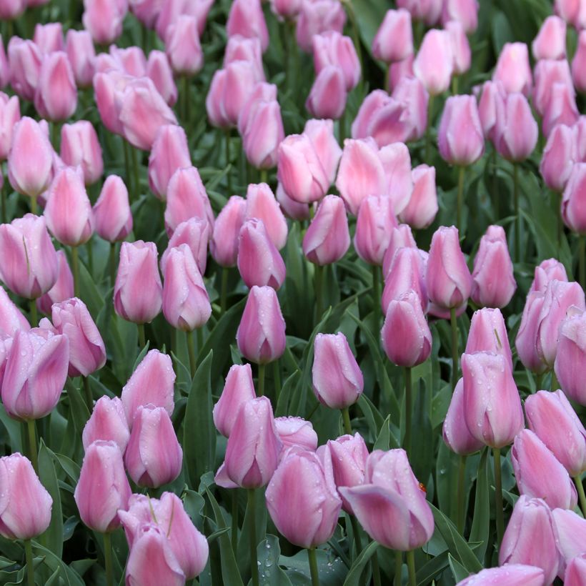 Triumph-Tulpe Synaeda Amor (Blüte)