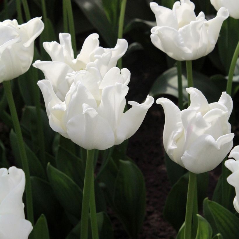 Triumph-Tulpe White Liberstar (Blüte)