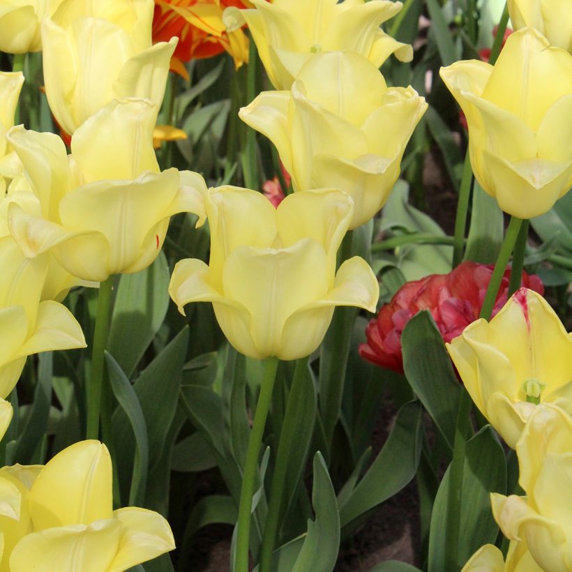 Triumph-Tulpe World Friendship (Hafen)