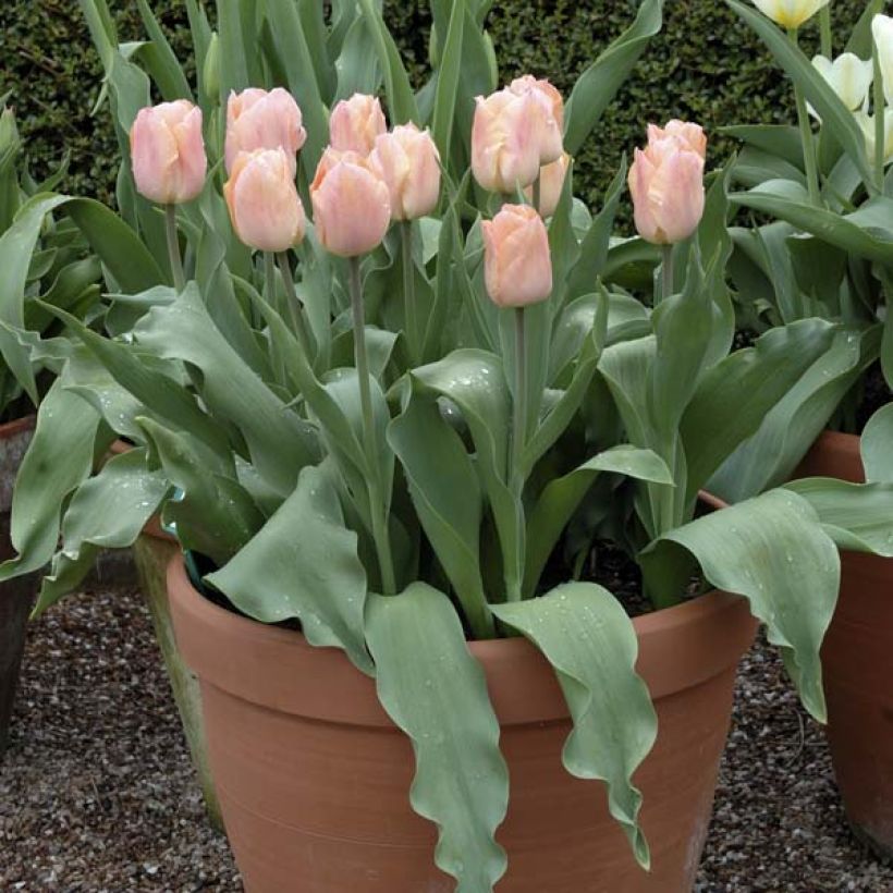 Frühe Einfache Tulpe Apricot Beauty (Hafen)
