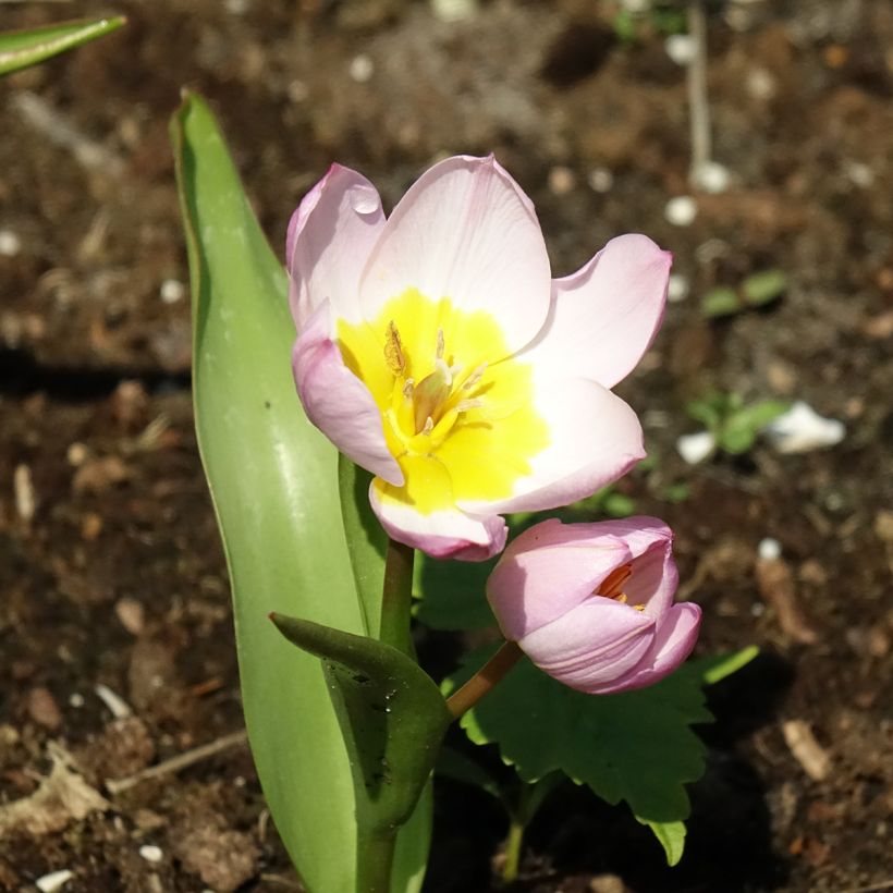 Tulipa bakeri Lilac Wonder - Felsen-Tulpe (Blüte)
