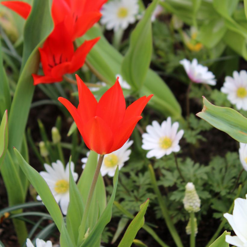 Tulipa praestans Fusilier - Vortreffliche Tulpe (Hafen)