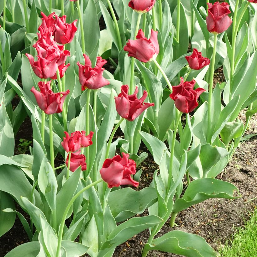 Krope Tulpe Red Dress (Blüte)