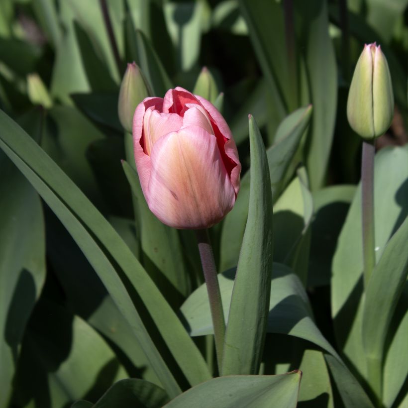 Darwin-Hybrid-Tulpe Pink Impression (Blüte)