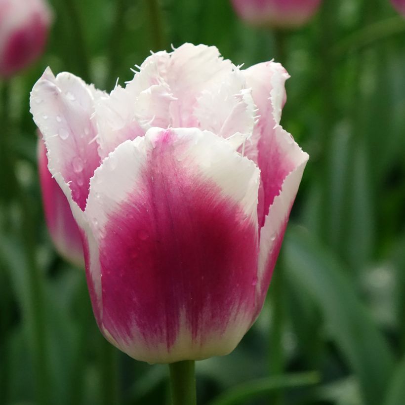 Gefranste Tulpe Siesta (Blüte)