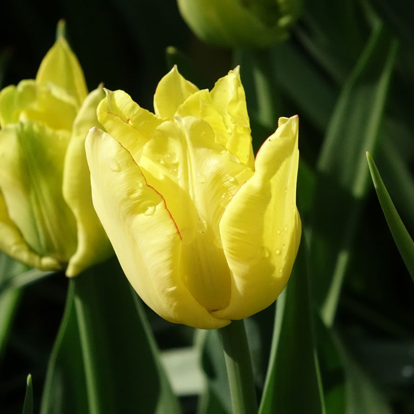 Frühe Gefüllte Tulpe Aquilla (Blüte)