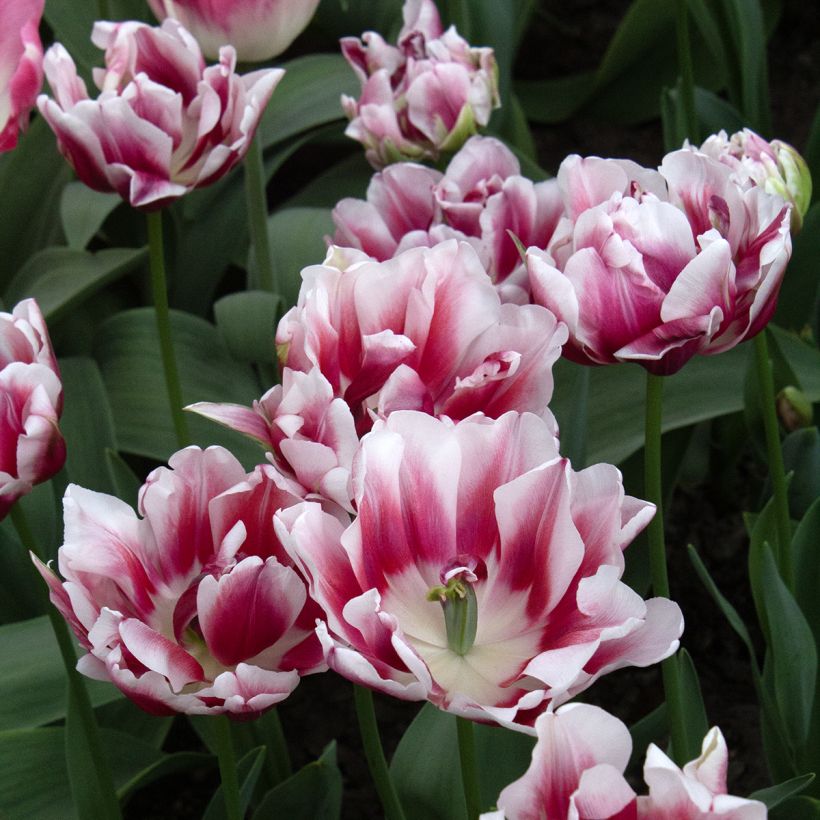 Frühe Gefüllte Tulpe Fantasy Lady (Blüte)