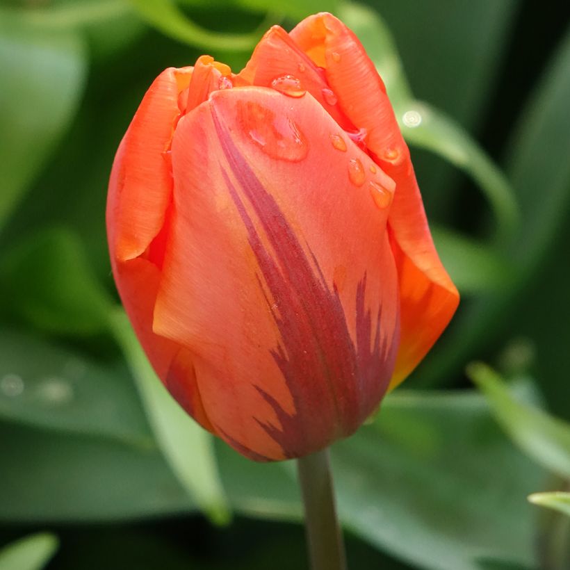 Frühe Gefüllte Tulpe Hermitage (Blüte)