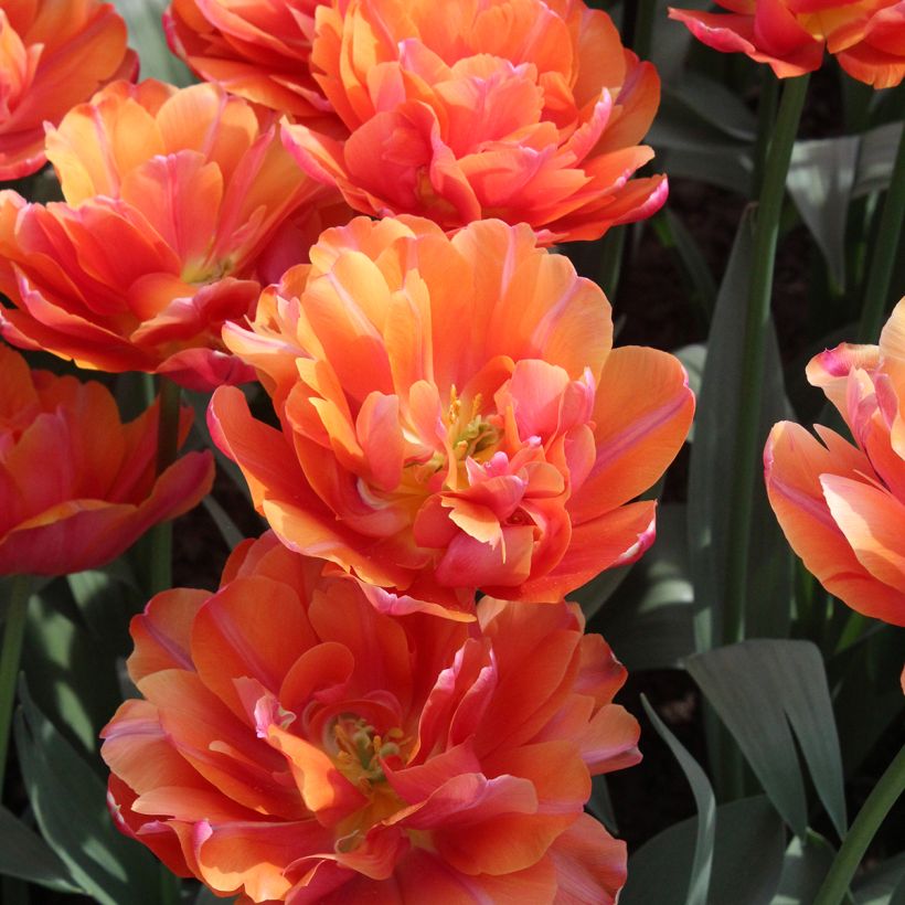 Frühe Gefüllte Tulpe Orca (Blüte)
