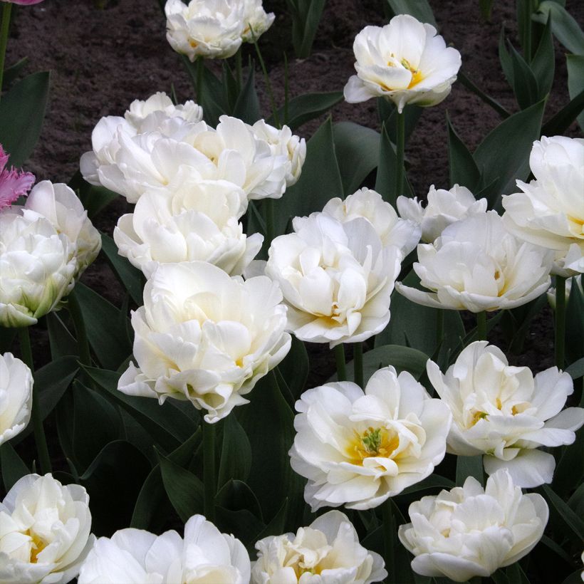 Späte Gefüllte Tulpe Cool  (Blüte)
