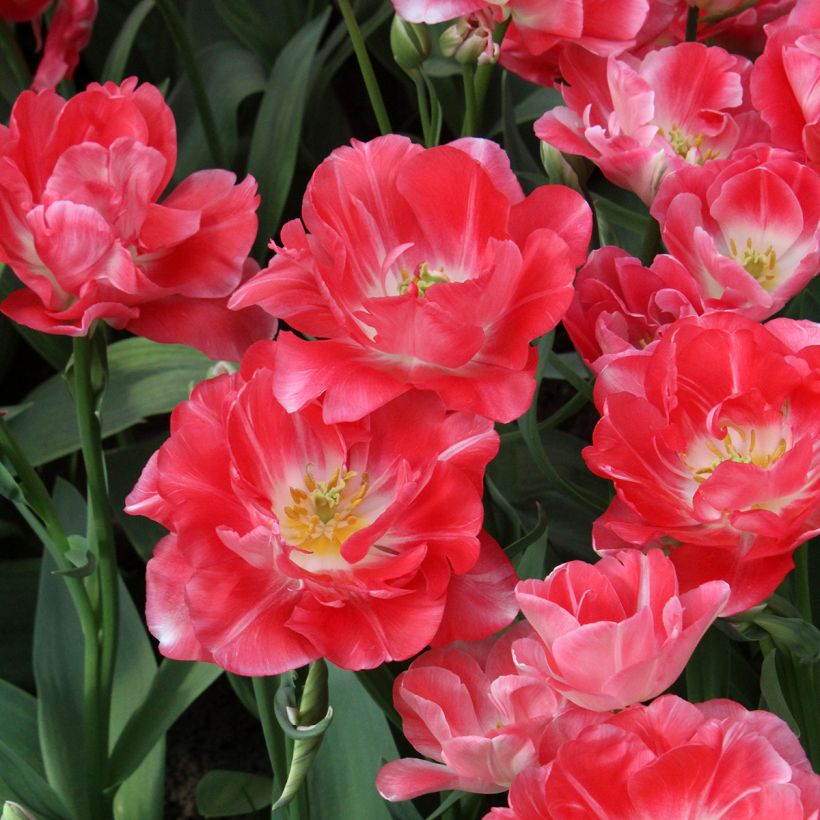 Späte Gefüllte Tulpe Princess Angélique (Blüte)