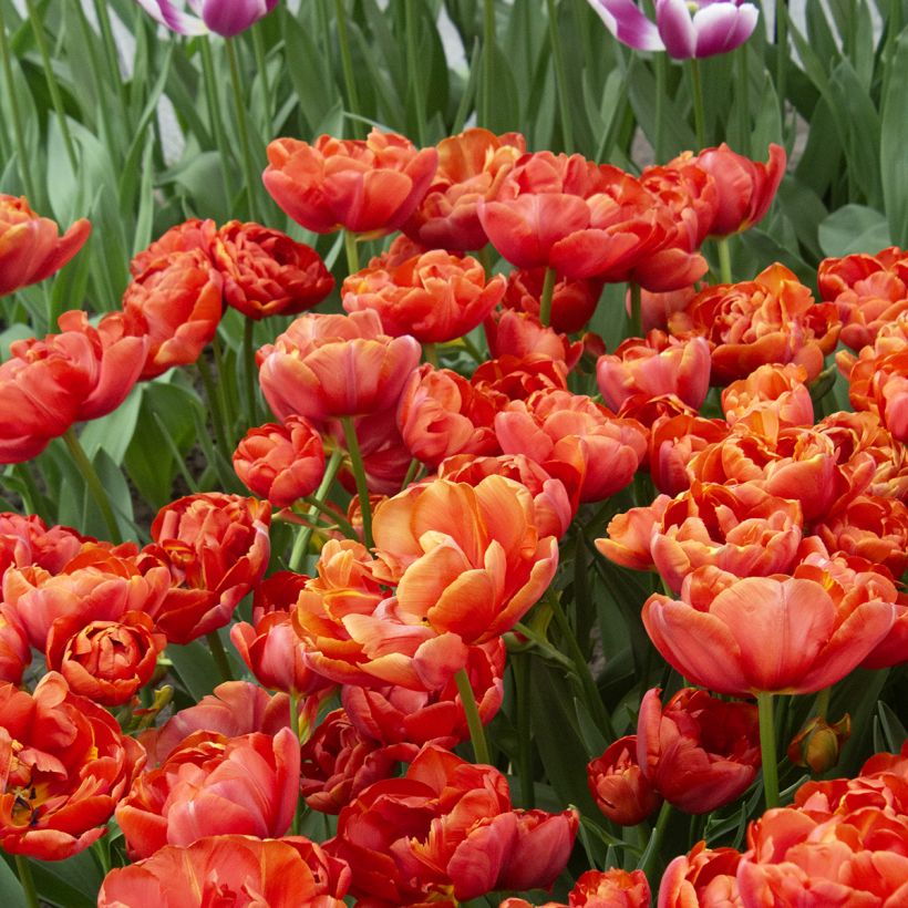Späte Gefüllte Tulpe Statement (Blüte)