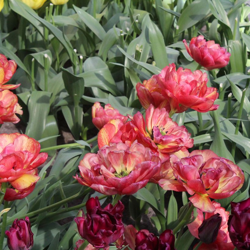 Späte Gefüllte Tulpe Sundowner (Blüte)