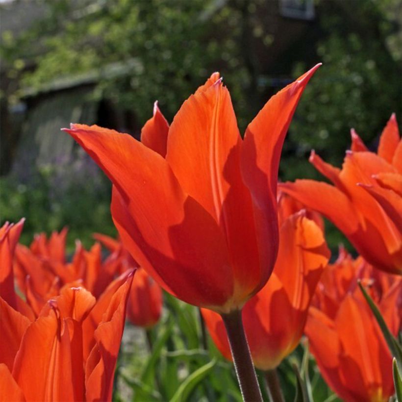 Lilienblütige Tulpe Dutch Dancer (Blüte)