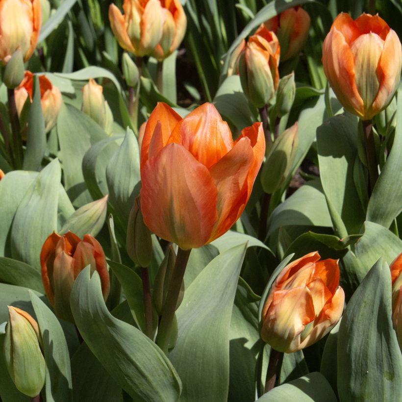 Tulipa fosteriana Orange Emperor (Blüte)