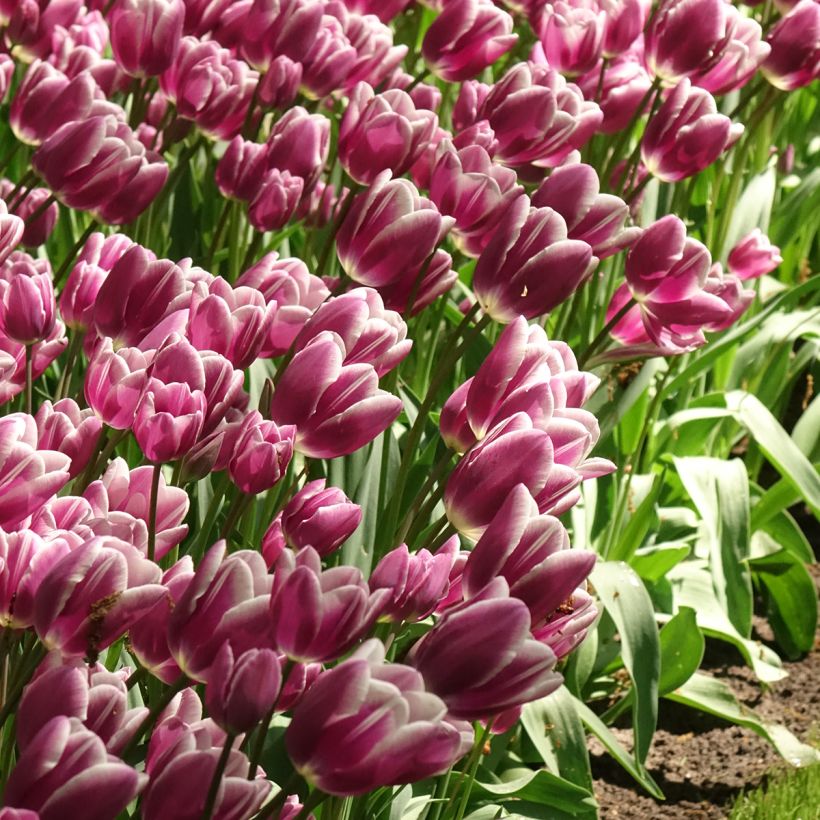 Mehrblütige Tulpe Purple Elegance (Blüte)