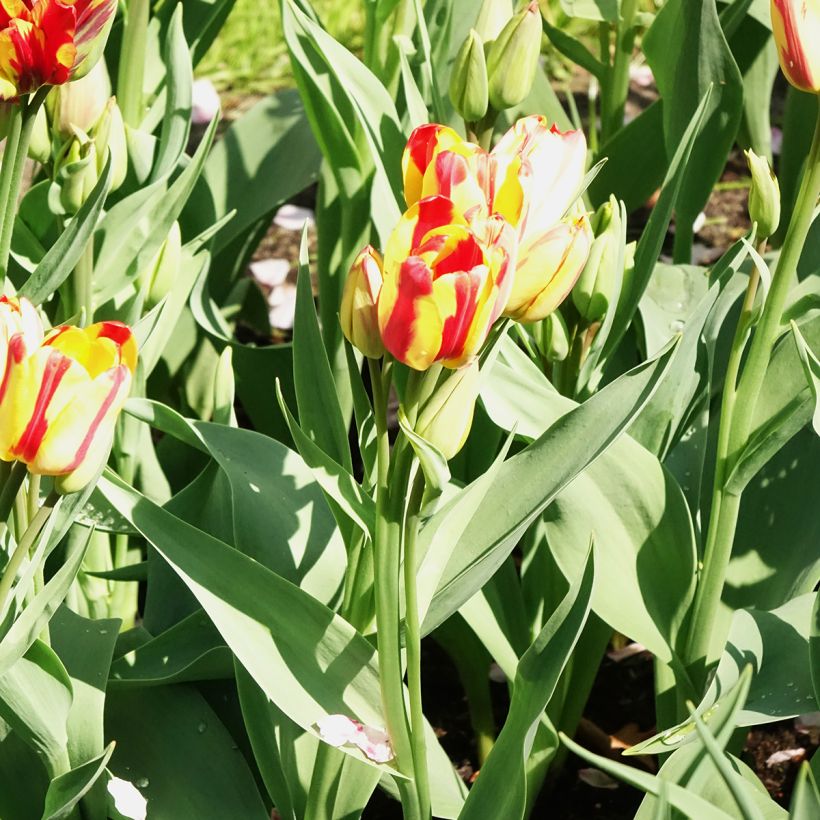 Mehrblütige Tulpe Sunshine Club (Blüte)