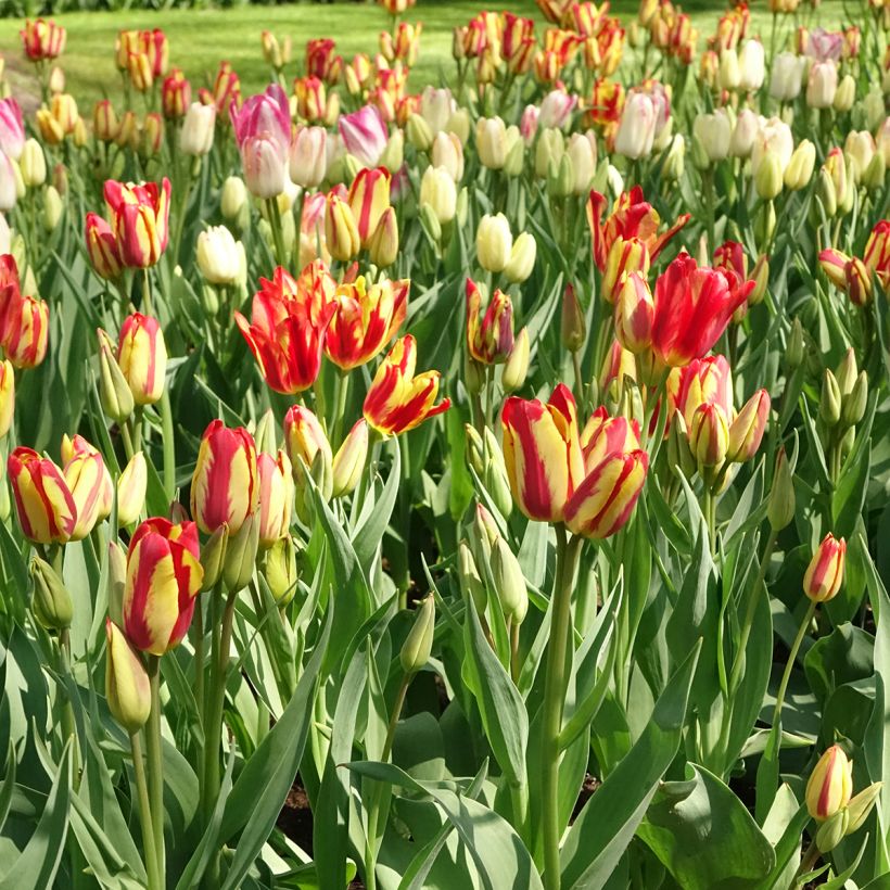 Mehrblütige Tulpe Sunshine Club (Hafen)