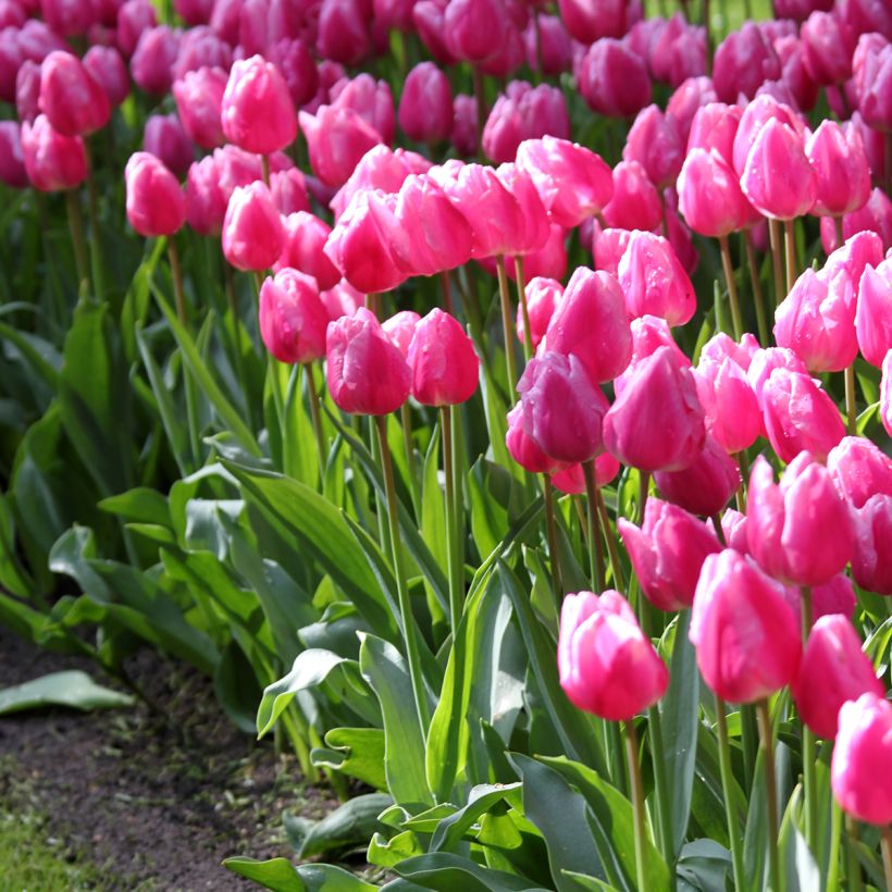 Frühe Einfache Tulpe Aafke (Hafen)