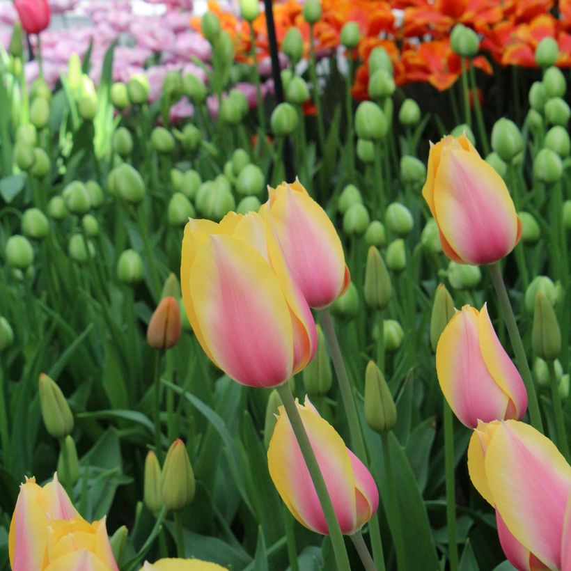 Späte Einfache Tulpe Blushing Lady (Blüte)
