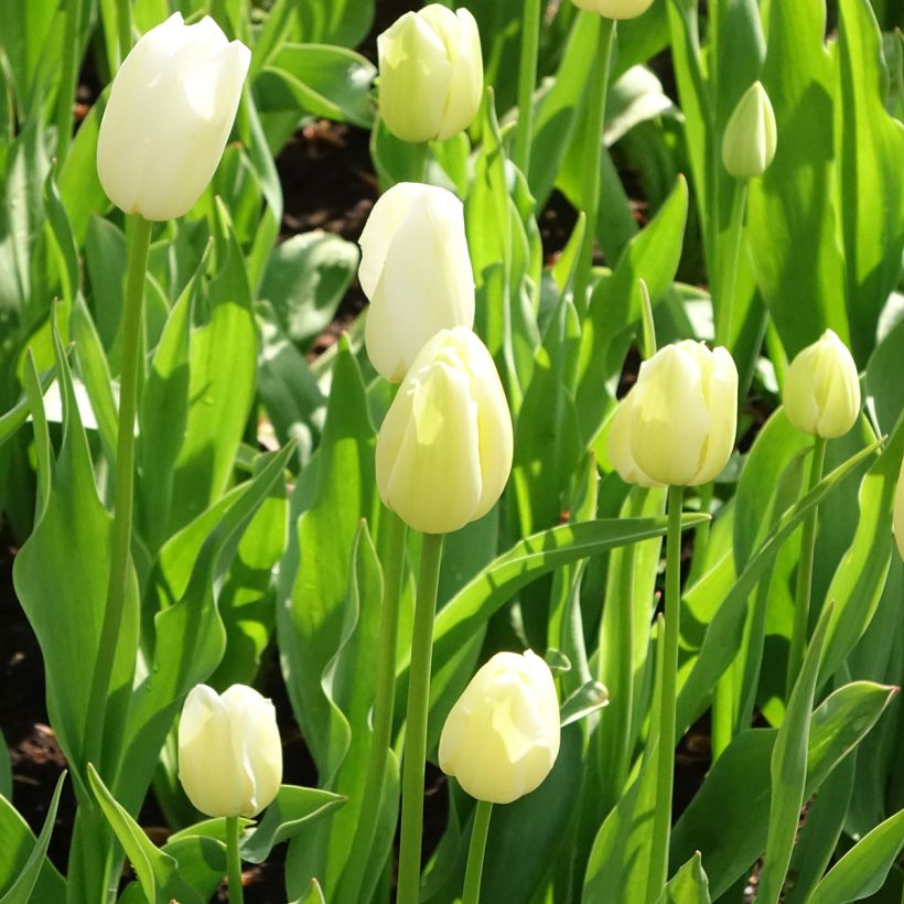 Späte Einfache Tulpe Maureen (Hafen)