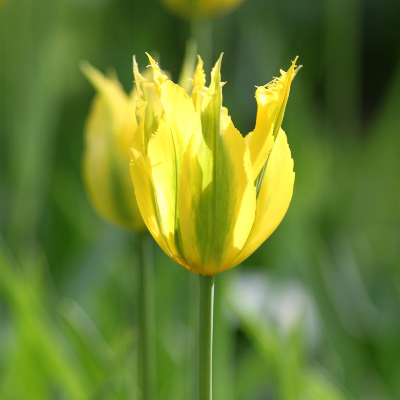 Viridiflora-Tulpe Green Mile (Blüte)