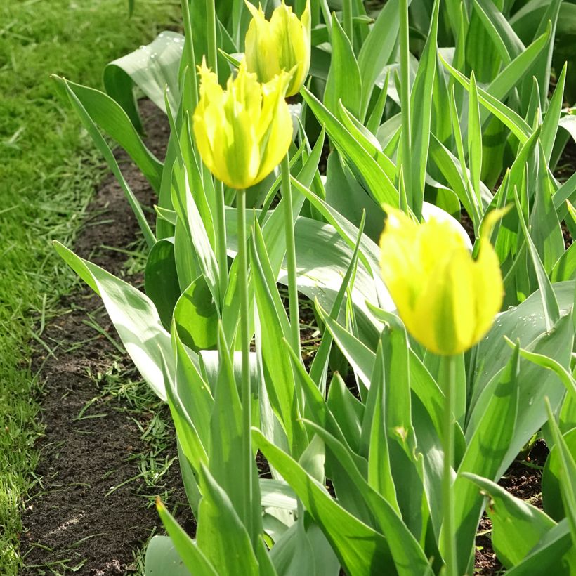 Viridiflora-Tulpe Green Mile (Hafen)