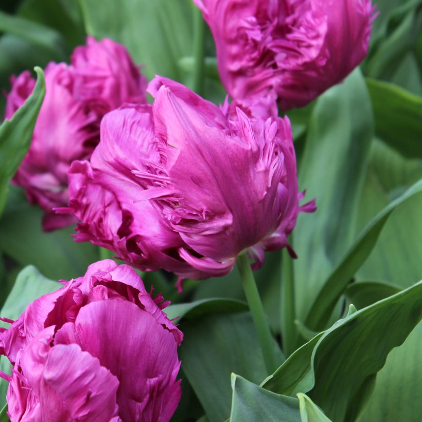 Papageien-Tulpe Parrot Prince (Blüte)