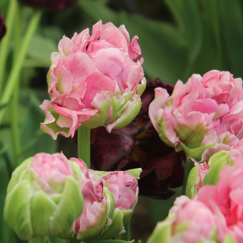 Späte Gefüllte Tulpe Double Arosa (Blüte)