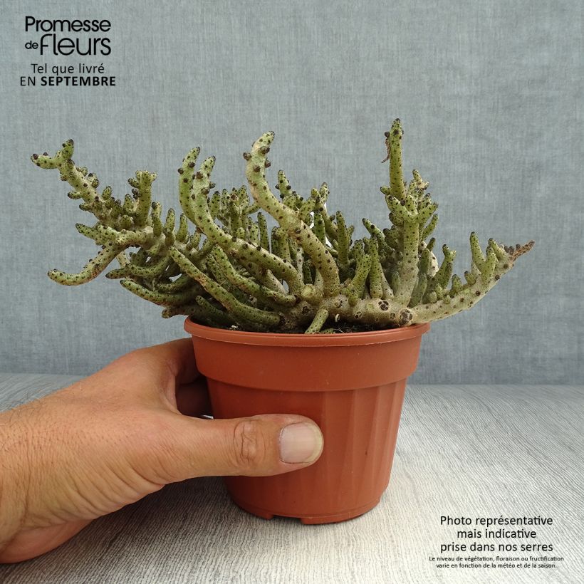 Exemplar von Tylecodon bucholzianus - Tylecodon Topf 12 cm / 13 cm wie im Herbst geliefert