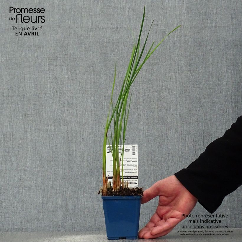 Exemplar von Typha angustifolia - Schmalblättriger Rohrkolben Kleine Töpfe von 8/9 cm wie im Frühjahr geliefert