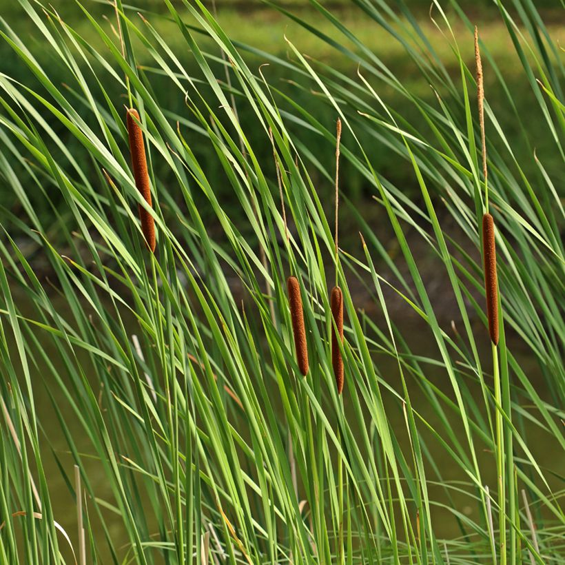 Typha angustifolia - Schmalblättriger Rohrkolben (Laub)