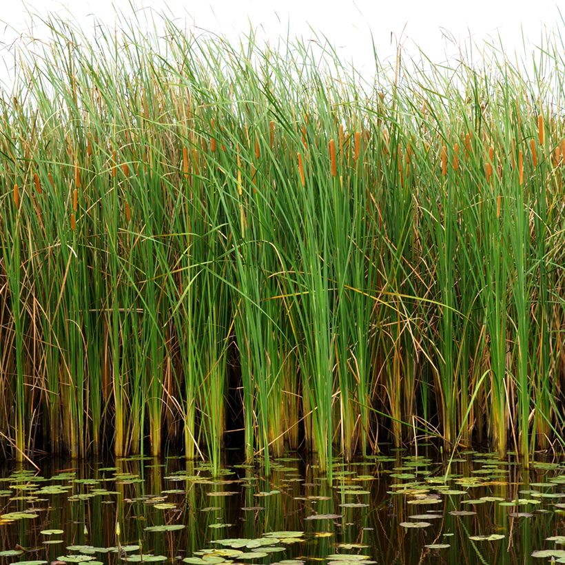 Typha angustifolia - Schmalblättriger Rohrkolben (Hafen)