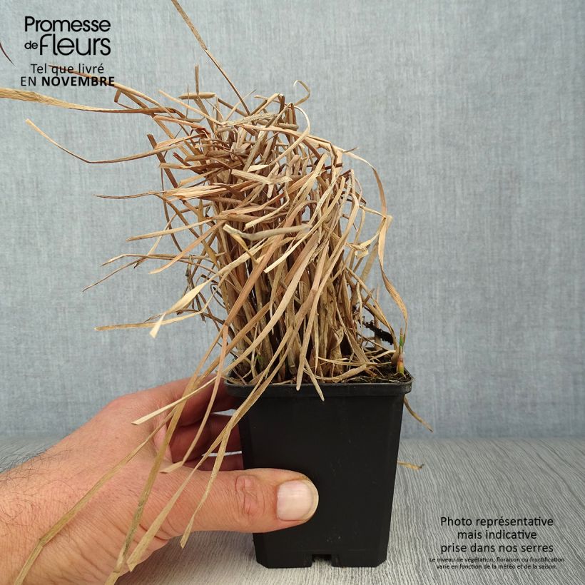 Exemplar von Typha latifolia - Breitblättriger Rohrkolben Kleine Töpfe von 8/9 cm wie im Herbst geliefert